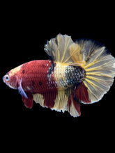 Load image into Gallery viewer, Male Halfmoon Plakat - Nemo Copper #1815 - Live Betta Fish
