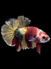 Load image into Gallery viewer, Male Halfmoon Plakat - Nemo Copper #1815 - Live Betta Fish

