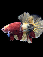 Load image into Gallery viewer, Male Halfmoon Plakat - Nemo Copper #1815 - Live Betta Fish
