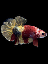 Load image into Gallery viewer, Male Halfmoon Plakat - Nemo Copper #1815 - Live Betta Fish
