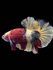 Male Halfmoon Plakat - Nemo Copper #1815 - Live Betta Fish