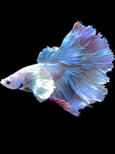 Load image into Gallery viewer, Male Rosetail - Pastel Dumbo #1817 - Live Betta Fish

