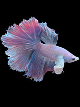 Load image into Gallery viewer, Male Rosetail - Pastel Dumbo #1817 - Live Betta Fish
