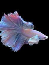 Load image into Gallery viewer, Male Rosetail - Pastel Dumbo #1817 - Live Betta Fish
