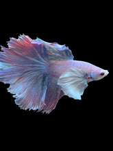 Load image into Gallery viewer, Male Rosetail - Pastel Dumbo #1817 - Live Betta Fish
