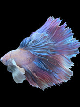 Load image into Gallery viewer, Male Rosetail - Pastel Dumbo #1817 - Live Betta Fish
