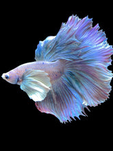 Load image into Gallery viewer, Male Rosetail - Pastel Dumbo #1817 - Live Betta Fish
