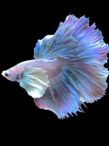 Male Rosetail - Pastel Dumbo #1817 - Live Betta Fish