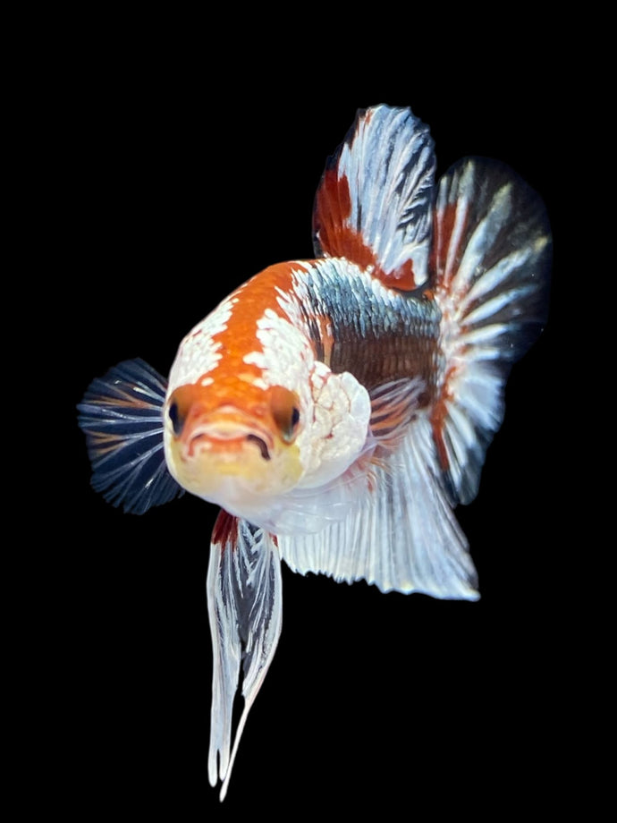 Male Halfmoon Plakat - Fancy Copper #1818 - Live Betta Fish