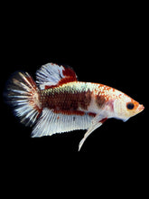 Load image into Gallery viewer, Male Halfmoon Plakat - Fancy Copper #1818 - Live Betta Fish
