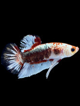 Load image into Gallery viewer, Male Halfmoon Plakat - Fancy Copper #1818 - Live Betta Fish
