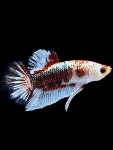 Male Halfmoon Plakat - Fancy Copper #1818 - Live Betta Fish
