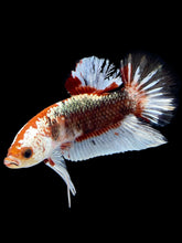 Load image into Gallery viewer, Male Halfmoon Plakat - Fancy Copper #1818 - Live Betta Fish
