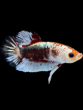 Load image into Gallery viewer, Male Halfmoon Plakat - Fancy Copper #1818 - Live Betta Fish
