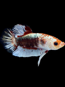 Male Halfmoon Plakat - Fancy Copper #1818 - Live Betta Fish