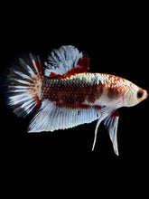 Load image into Gallery viewer, Male Halfmoon Plakat - Fancy Copper #1818 - Live Betta Fish
