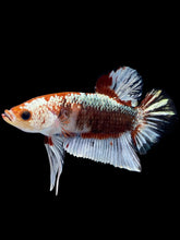 Load image into Gallery viewer, Male Halfmoon Plakat - Fancy Copper #1818 - Live Betta Fish
