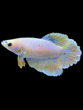 Load image into Gallery viewer, TOP GRADE Female Rosetail - Pastel #1819 - Live Betta Fish
