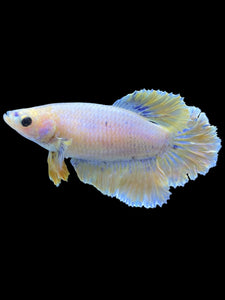 TOP GRADE Female Rosetail - Pastel #1819 - Live Betta Fish