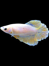 Load image into Gallery viewer, TOP GRADE Female Rosetail - Pastel #1819 - Live Betta Fish
