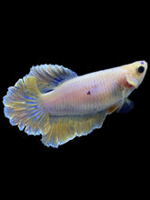 Load image into Gallery viewer, TOP GRADE Female Rosetail - Pastel #1819 - Live Betta Fish
