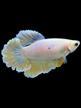 Load image into Gallery viewer, TOP GRADE Female Rosetail - Pastel #1819 - Live Betta Fish
