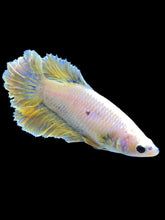 Load image into Gallery viewer, TOP GRADE Female Rosetail - Pastel #1819 - Live Betta Fish
