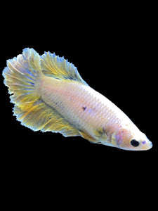 TOP GRADE Female Rosetail - Pastel #1819 - Live Betta Fish