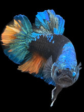 Load image into Gallery viewer, GIANT Male Halfmoon Plakat - Blue Avatar #181 - Live Betta Fish
