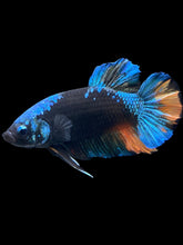 Load image into Gallery viewer, GIANT Male Halfmoon Plakat - Blue Avatar #181 - Live Betta Fish
