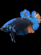 Load image into Gallery viewer, GIANT Male Halfmoon Plakat - Blue Avatar #181 - Live Betta Fish
