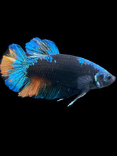 Load image into Gallery viewer, GIANT Male Halfmoon Plakat - Blue Avatar #181 - Live Betta Fish

