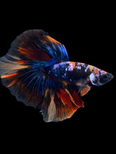 Load image into Gallery viewer, Male Halfmoon - Galaxy #1820 - Live Betta Fish
