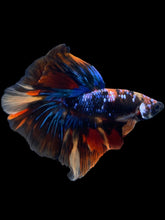 Load image into Gallery viewer, Male Halfmoon - Galaxy #1820 - Live Betta Fish
