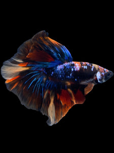 Male Halfmoon - Galaxy #1820 - Live Betta Fish