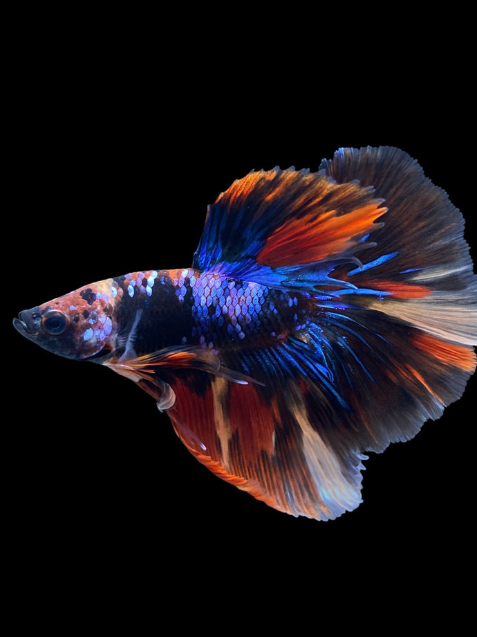 Male Halfmoon - Galaxy #1820 - Live Betta Fish