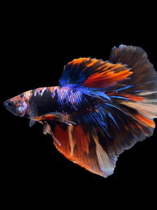 Male Halfmoon - Galaxy #1820 - Live Betta Fish