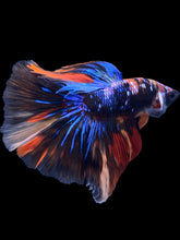 Load image into Gallery viewer, Male Halfmoon - Galaxy #1820 - Live Betta Fish
