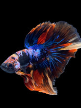 Load image into Gallery viewer, Male Halfmoon - Galaxy #1820 - Live Betta Fish
