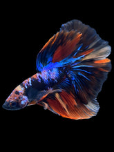 Load image into Gallery viewer, Male Halfmoon - Galaxy #1820 - Live Betta Fish

