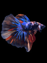 Load image into Gallery viewer, Male Halfmoon - Galaxy #1820 - Live Betta Fish
