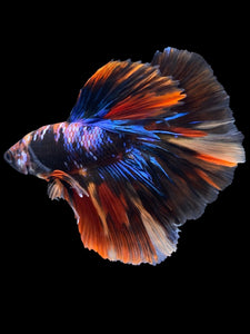 Male Halfmoon - Galaxy #1820 - Live Betta Fish