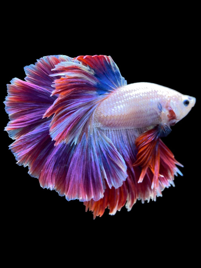 Male Rosetail - Two Tone #1821 - Live Betta Fish