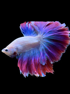 Male Rosetail - Two Tone #1821 - Live Betta Fish