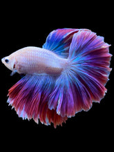 Load image into Gallery viewer, Male Rosetail - Two Tone #1821 - Live Betta Fish
