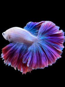 Male Rosetail - Two Tone #1821 - Live Betta Fish