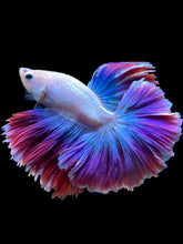 Load image into Gallery viewer, Male Rosetail - Two Tone #1821 - Live Betta Fish
