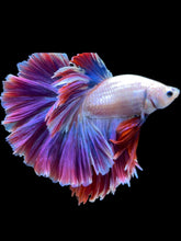 Load image into Gallery viewer, Male Rosetail - Two Tone #1821 - Live Betta Fish
