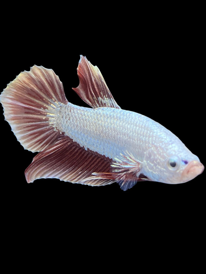 Male Halfmoon Plakat - Rosegold Dragon #1822 - Live Betta Fish
