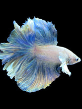 Load image into Gallery viewer, Male Rosetail - Pastel Dumbo #1823 - Live Betta Fish
